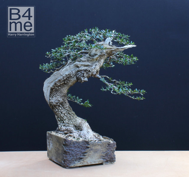 olive bonsai